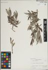 Foto von Salix lapponum L.